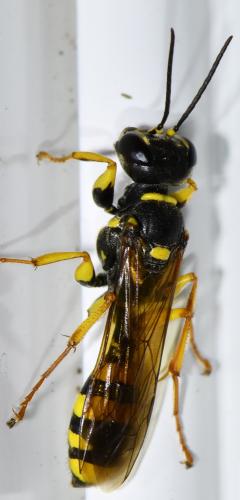 Mellinus arvensis